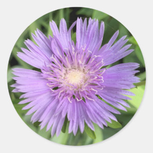 Pegatinas de Stokes aster (Stokesia laevis)