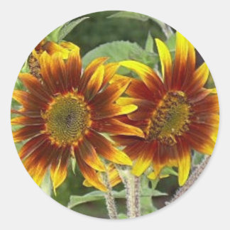 Pegatinas de SunFlower Duo