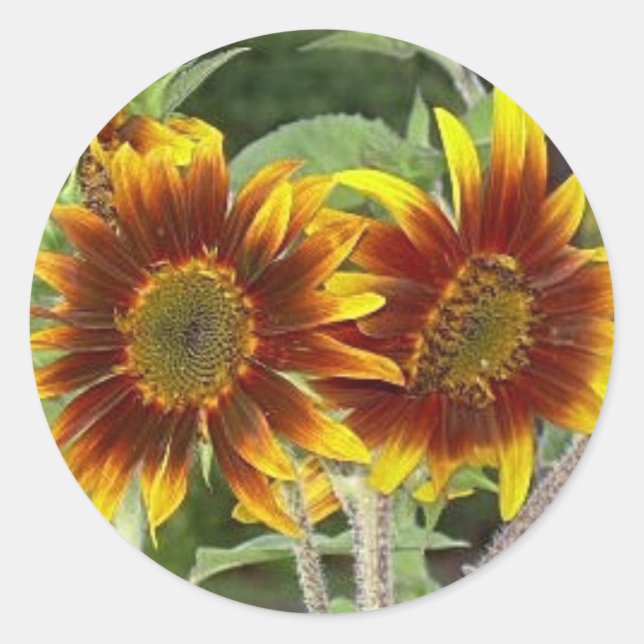 Pegatinas de SunFlower Duo (Anverso)