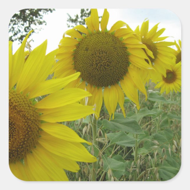 Pegatinas de Sunflowers Photo Square, Glossy (Anverso)