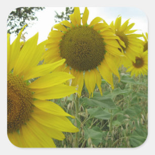 Pegatinas de Sunflowers Photo Square, Glossy
