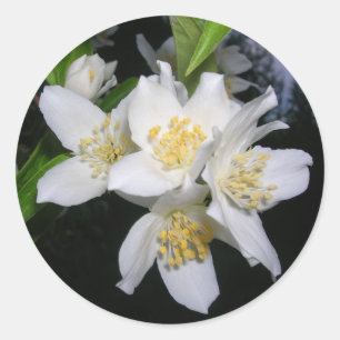 Pegatinas de Syringa