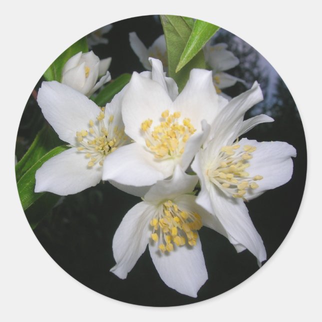 Pegatinas de Syringa (Anverso)