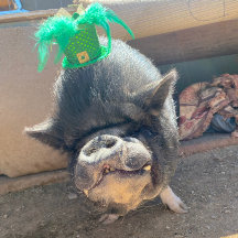 Pegatinas de Taco St. Patrick