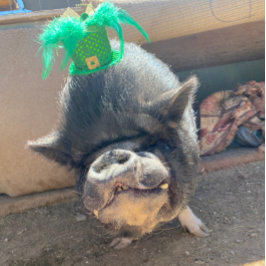 Pegatinas de Taco St. Patrick