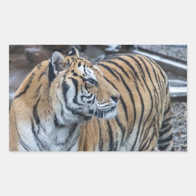 Pegatinas de Tigre (Anverso)