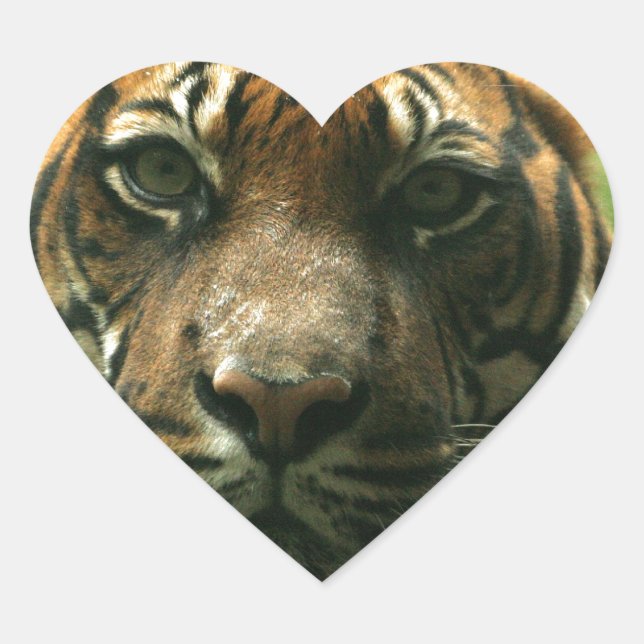 Pegatinas de tigres (Anverso)