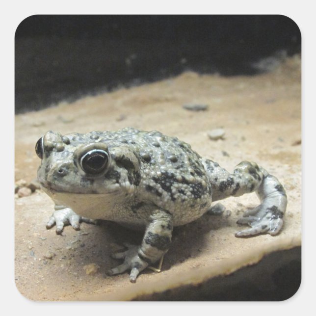 Pegatinas de toad (Anverso)