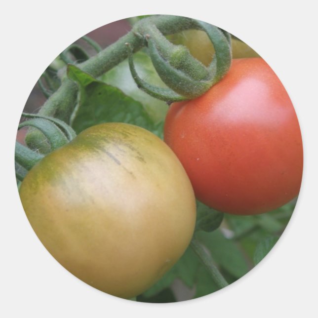 Pegatinas de tomates naranjas y rojos (Anverso)