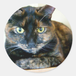 pegatinas de tortie cat