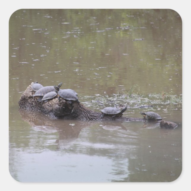 Pegatinas de tortuga (Anverso)