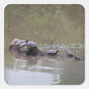 Pegatinas de Tortugas