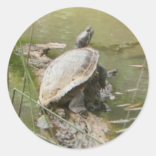 Pegatinas de tortugas de estanque