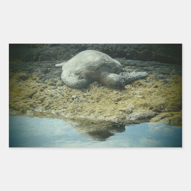 Pegatinas de tortugas marinas bañadas en sol (Anverso)