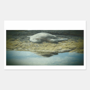 Pegatinas de tortugas marinas bañadas en sol