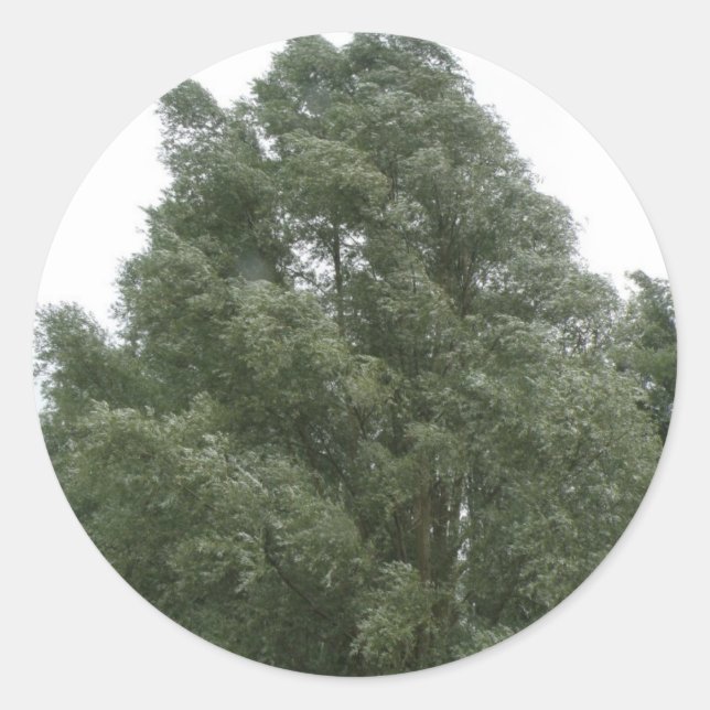 Pegatinas de Treetops (Anverso)