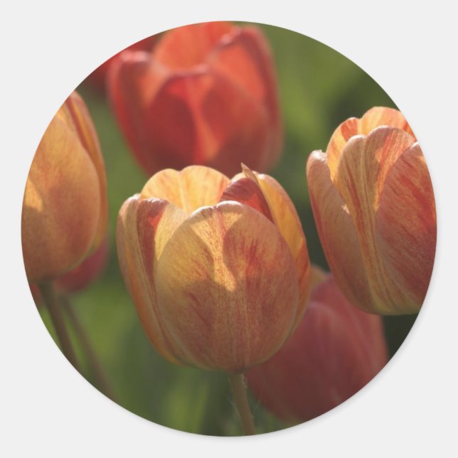 Pegatinas de Tulip Blossoms (Anverso)