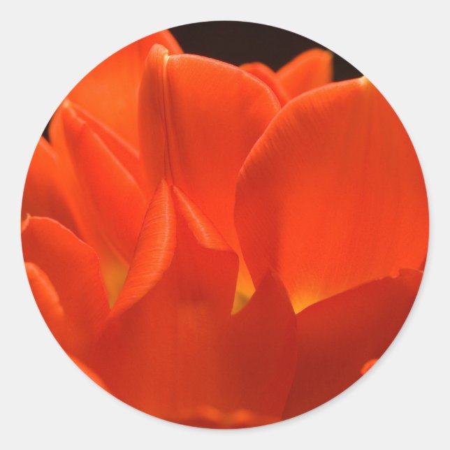 Pegatinas de Tulip Petals (Anverso)