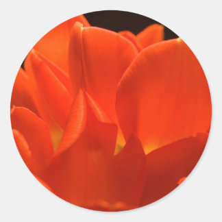 Pegatinas de Tulip Petals