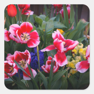 Pegatinas de tulipanes rojos y blancos