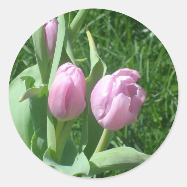 Pegatinas de tulipanes rosados (Anverso)