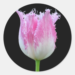 Pegatinas de tulipanes rosados