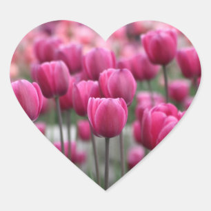 Pegatinas de tulipanes rosados