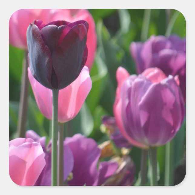Pegatinas de tulipanes rosados y morados (Anverso)