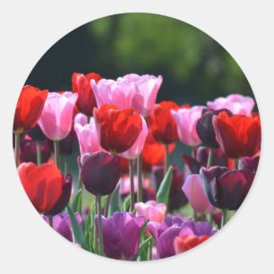 Pegatinas de Tulips