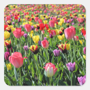 Pegatinas de Tulips