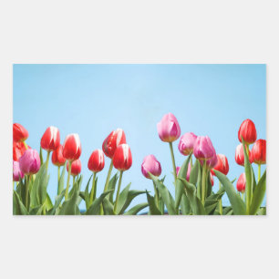 Pegatinas de Tulips de primavera