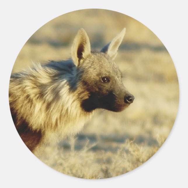 Pegatinas de vida salvaje de Brown hyena (Anverso)