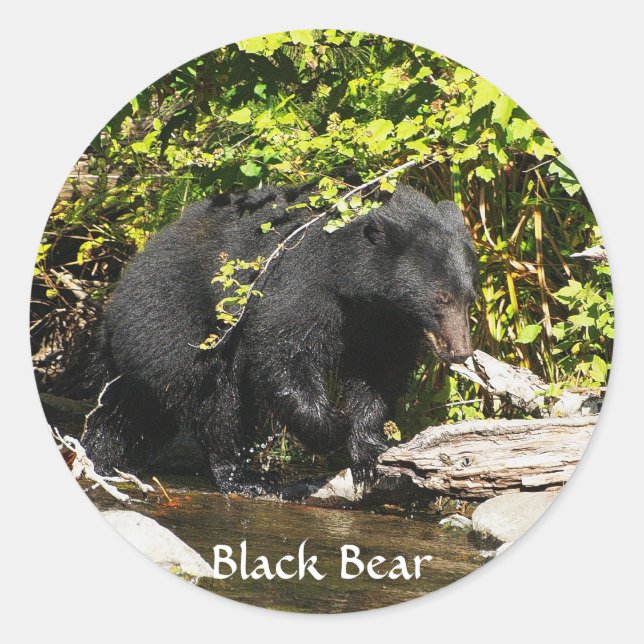 pegatinas de vida salvaje del oso negro "Salmon Sp (Anverso)