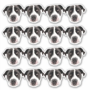 Pegatinas de vinilo a prueba de agua fotográfica p