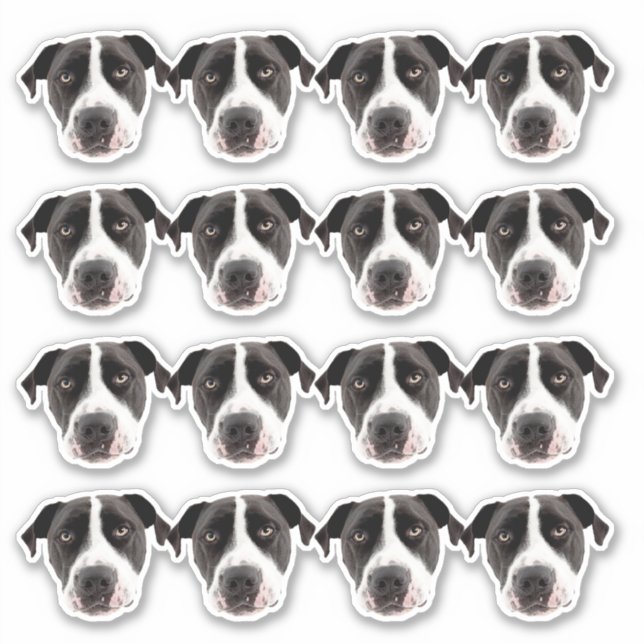 Pegatinas de vinilo a prueba de agua fotográfica p (Anverso)