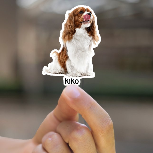 Pegatinas de vinilo a prueba de agua fotográfica p (Subido por el creador)