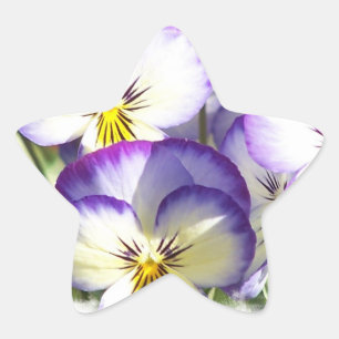 Pegatinas de Violas Blancas y Púrpura