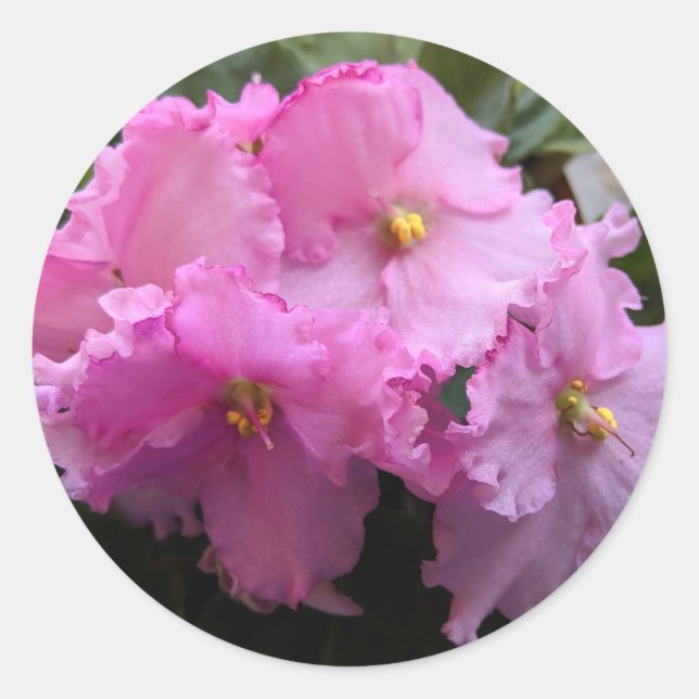 Pegatinas de Violeta Africana Rosa Sobres Sellos (Anverso)