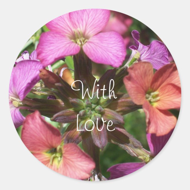 Pegatinas de Wallflower 'Constant Cheer' (Anverso)