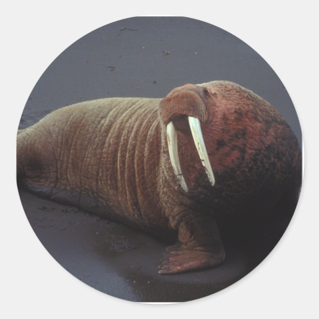 Pegatinas de Walrus (Anverso)