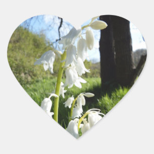 Pegatinas de White Bluebells