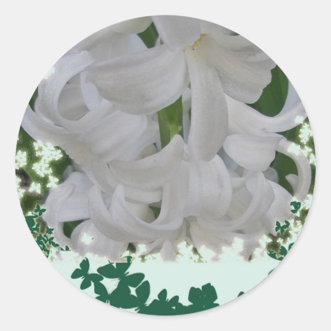 Pegatinas de White Hyacinths (Anverso)