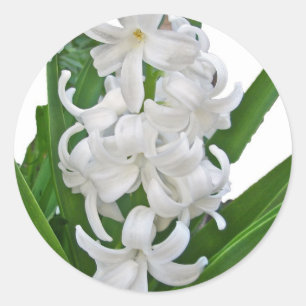 Pegatinas de White Hyacinths