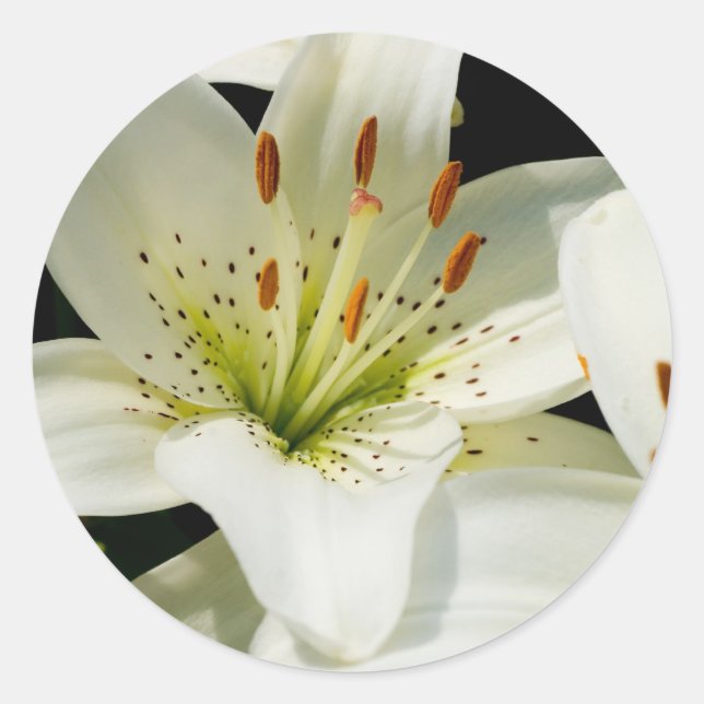 Pegatinas de White Lilies (Anverso)
