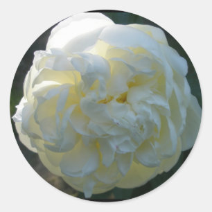 Pegatinas de White Peony