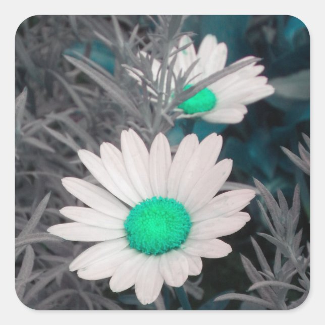 Pegatinas de White Shasta Daisy (sin Aqua) (Anverso)