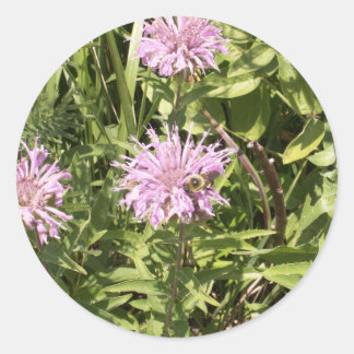 Pegatinas de Wild Bergamot
