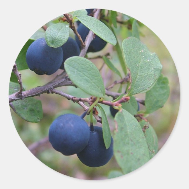 Pegatinas de Wild Berries (Anverso)