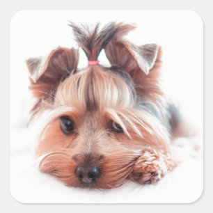 Pegatinas de Yorkie Dog Square