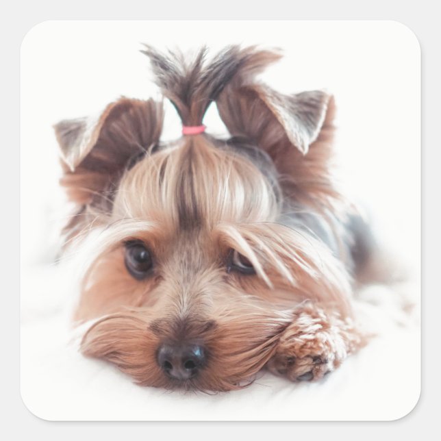 Pegatinas de Yorkie Dog Square (Anverso)
